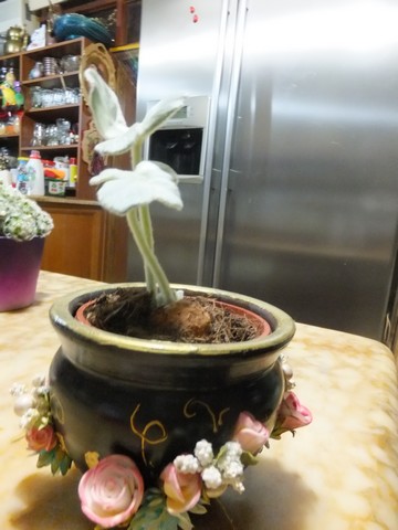 Name:  DSCF5516.jpg
Views: 288
Size:  53.5 KB