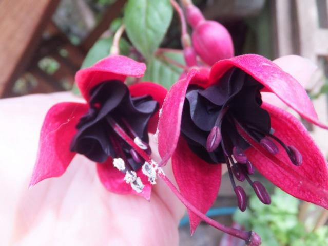 Name:  DSCF5521.jpg
Views: 295
Size:  35.0 KB
