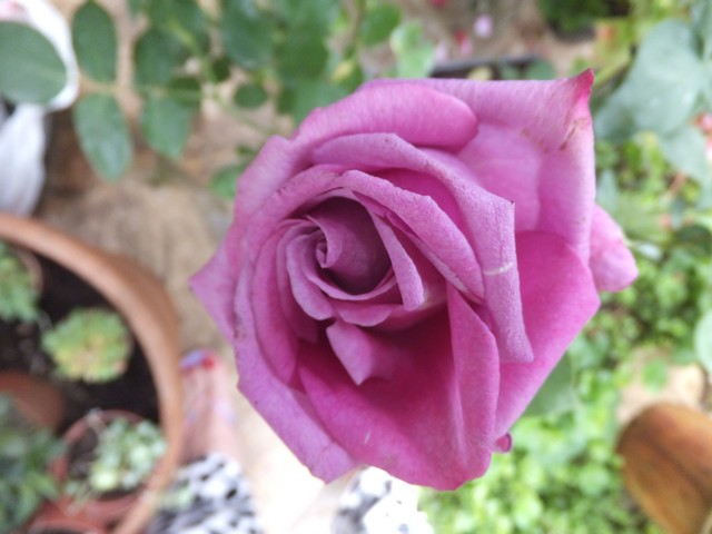 Name:  DSCF5531.jpg
Views: 300
Size:  67.2 KB