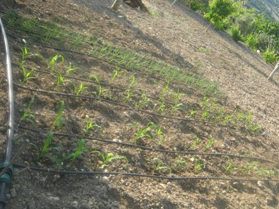 Name:  msr ve soanlar.jpg
Views: 1529
Size:  59.4 KB