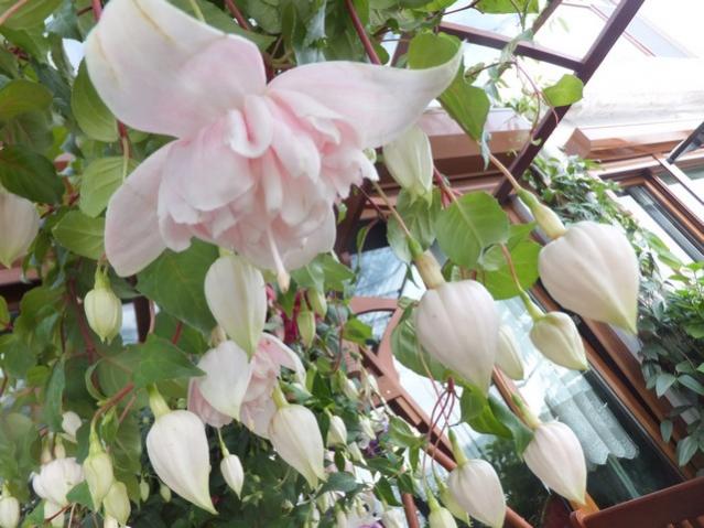 Name:  DSCF5539.jpg
Views: 498
Size:  53.8 KB