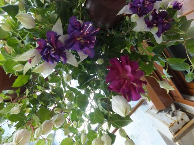 Name:  DSCF5541.jpg
Views: 277
Size:  57.0 KB