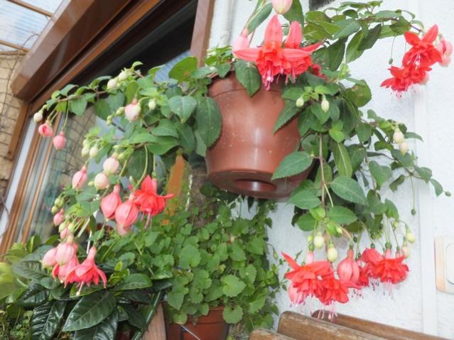 Name:  DSCF5551.jpg
Views: 275
Size:  58.1 KB
