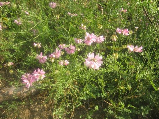 Name:  coronilla varialar.jpg
Views: 1629
Size:  64.0 KB