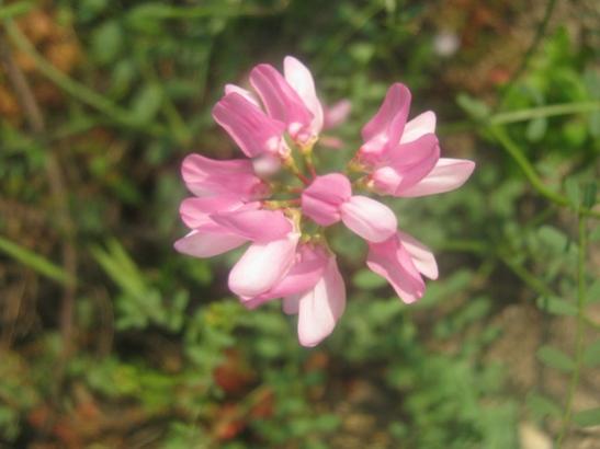 Name:  coronilla varia.jpg
Views: 1554
Size:  25.7 KB