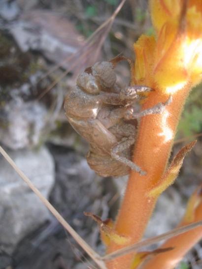 Name:  oroban ve austos bcei.jpg
Views: 1681
Size:  26.6 KB