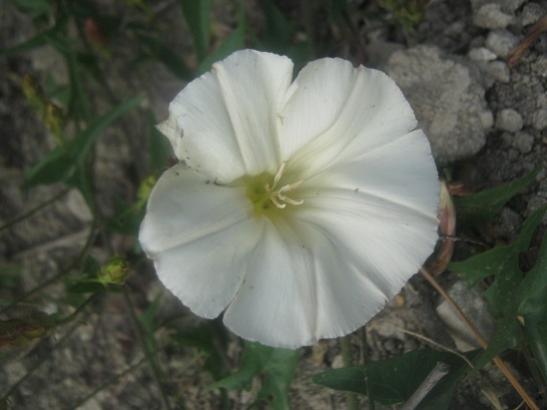 Name:  tarla sarma.jpg
Views: 1742
Size:  24.0 KB
