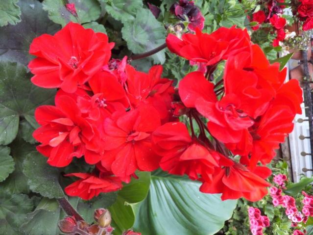 Name:  DSCF5600.jpg
Views: 272
Size:  53.4 KB