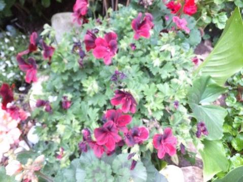 Name:  DSCF5603.jpg
Views: 276
Size:  36.5 KB