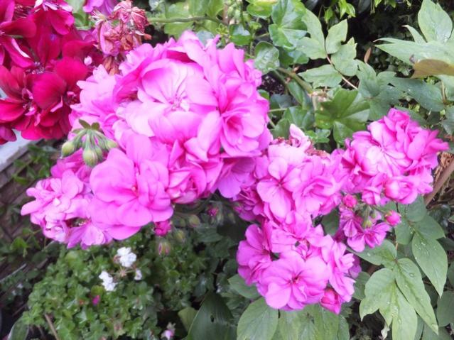 Name:  DSCF5610.jpg
Views: 412
Size:  63.4 KB