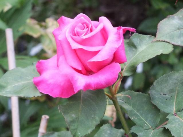 Name:  DSCF5613.jpg
Views: 447
Size:  36.2 KB
