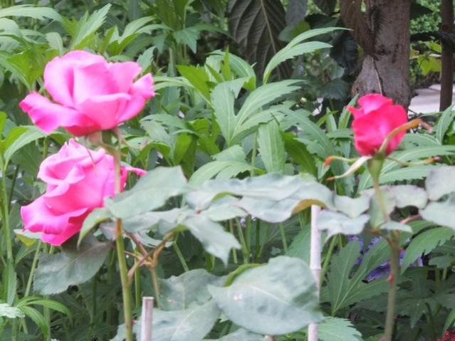Name:  DSCF5614.jpg
Views: 389
Size:  51.5 KB