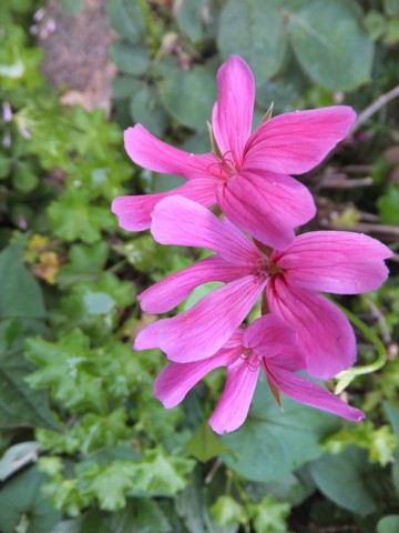 Name:  DSCF5619.jpg
Views: 396
Size:  53.4 KB