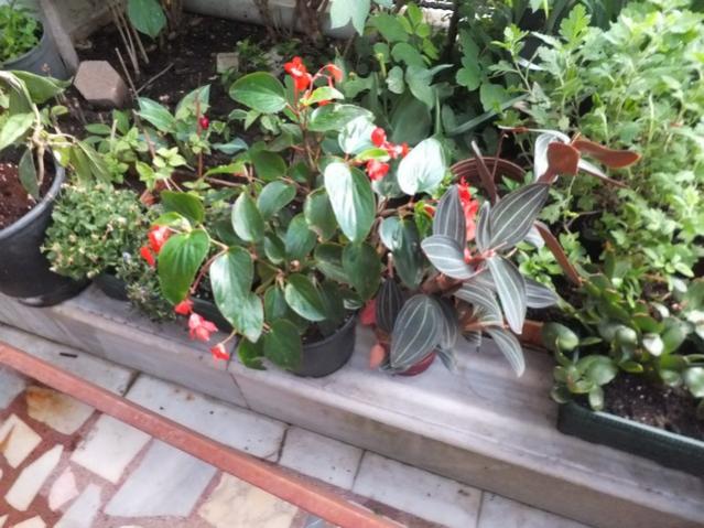 Name:  DSCF5637.jpg
Views: 389
Size:  60.3 KB