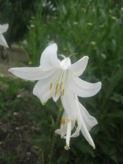 Name:  beyaz zambak.jpg
Views: 1549
Size:  20.7 KB