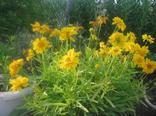 Name:  coreopsis grandiflora.jpg
Views: 1586
Size:  48.2 KB