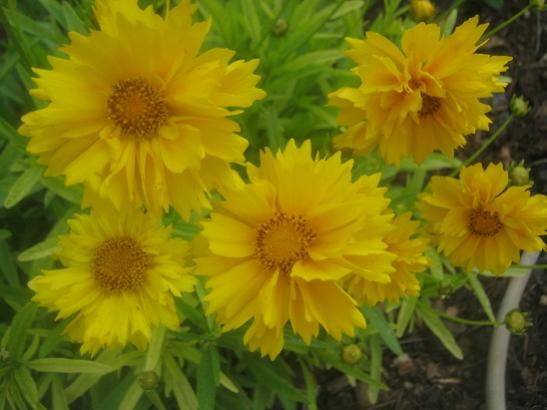 Name:  coreopsis g..jpg
Views: 1504
Size:  31.1 KB
