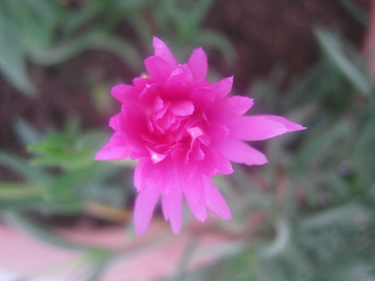 Name:  delosperma c..jpg
Views: 1562
Size:  57.3 KB