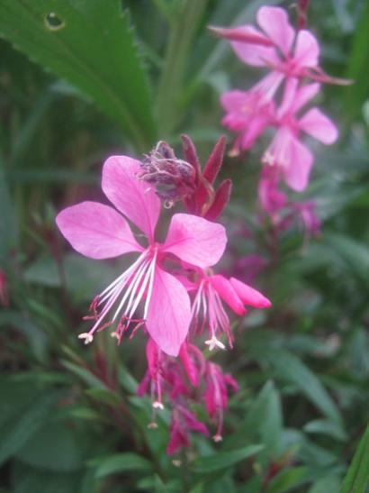 Name:  gaura.jpg
Views: 1447
Size:  25.2 KB
