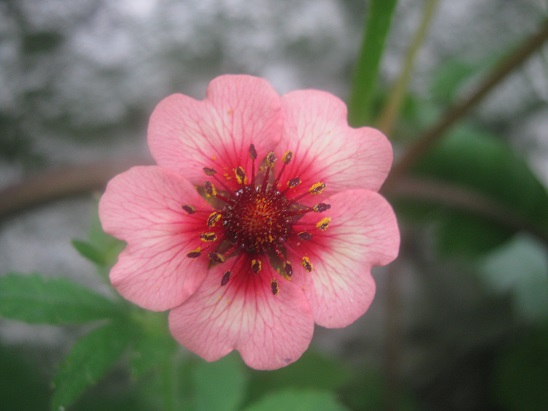 Name:  potentilla.jpg
Views: 1535
Size:  65.0 KB