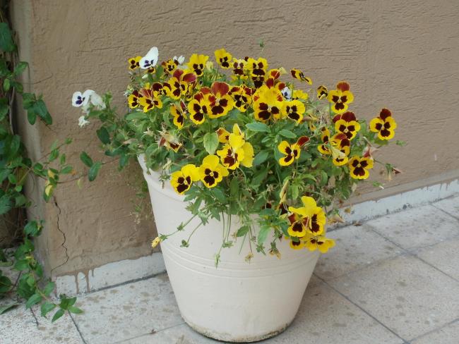 Name:  P1010109a.jpg
Views: 411
Size:  58.0 KB