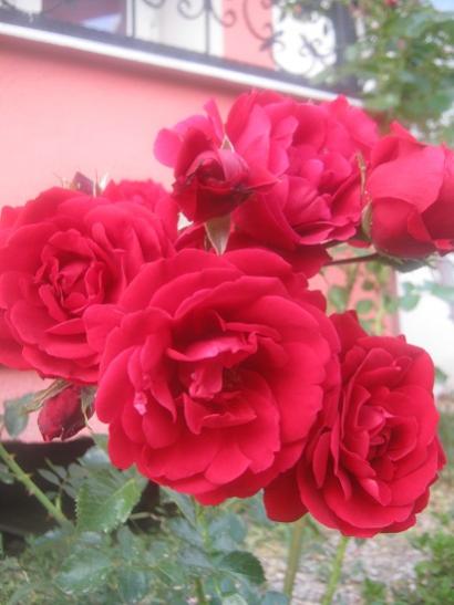 Name:  sarmak gl.jpg
Views: 1401
Size:  31.0 KB