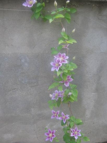 Name:  piilu.jpg
Views: 1622
Size:  26.9 KB