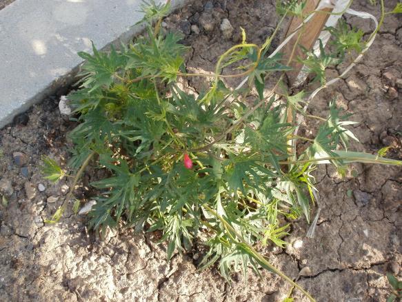 Name:  P1010149a.jpg
Views: 448
Size:  71.0 KB