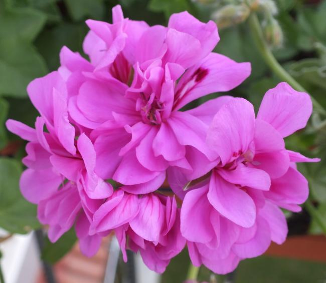 Name:  DSCF0999.jpg
Views: 976
Size:  40.5 KB
