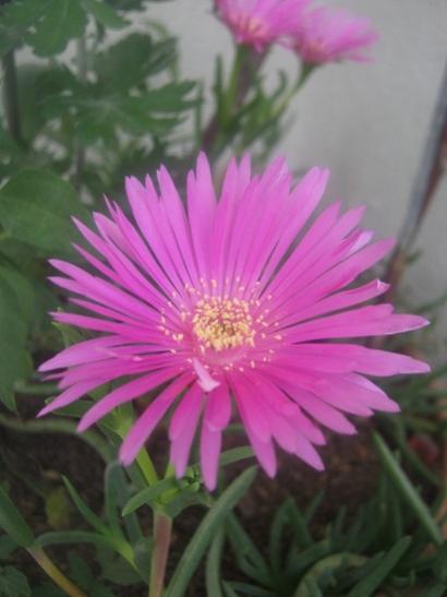 Name:  delosperma c..jpg
Views: 1527
Size:  26.9 KB