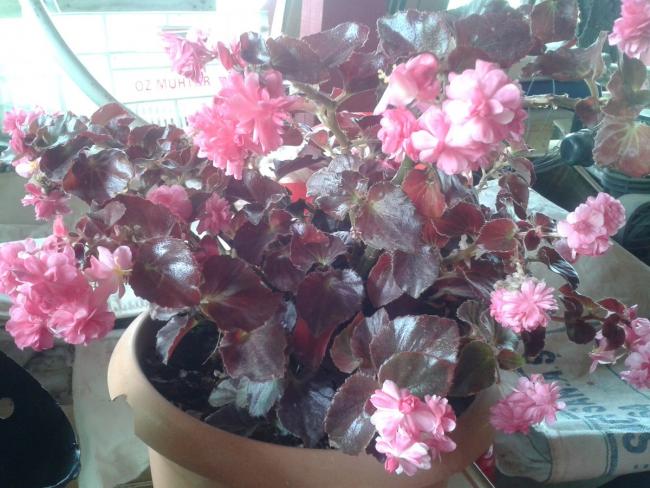 Name:  begonya (Kopyala).jpg
Views: 3425
Size:  56.3 KB