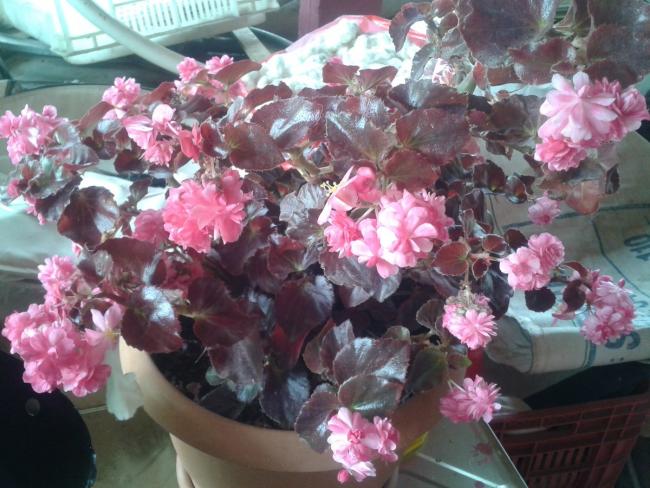 Name:  begonya 2 (Kopyala).jpg
Views: 3430
Size:  58.0 KB