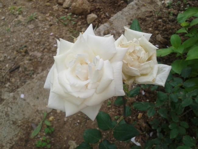 Name:  beyaz gl (Kopyala).jpg
Views: 2439
Size:  41.0 KB