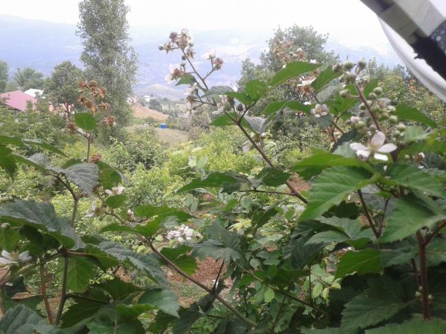 Name:  brtlen (Kopyala).jpg
Views: 2411
Size:  66.1 KB
