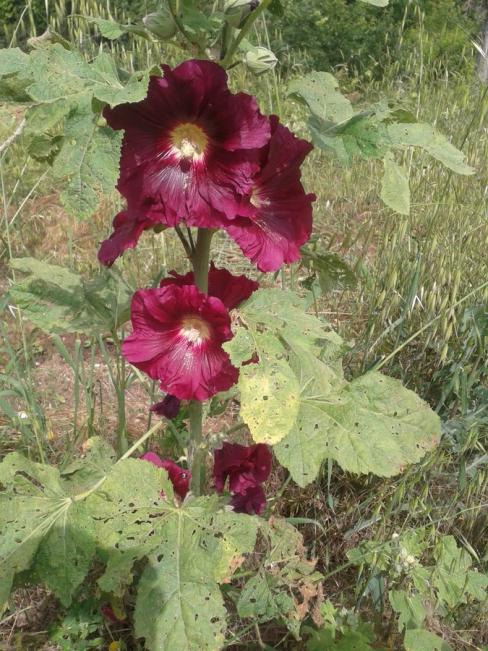 Name:  hatmi iei 2 (Kopyala).jpg
Views: 6771
Size:  75.7 KB
