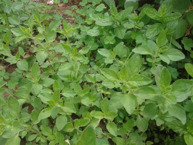Name:  kekik (Kopyala).jpg
Views: 2214
Size:  60.9 KB