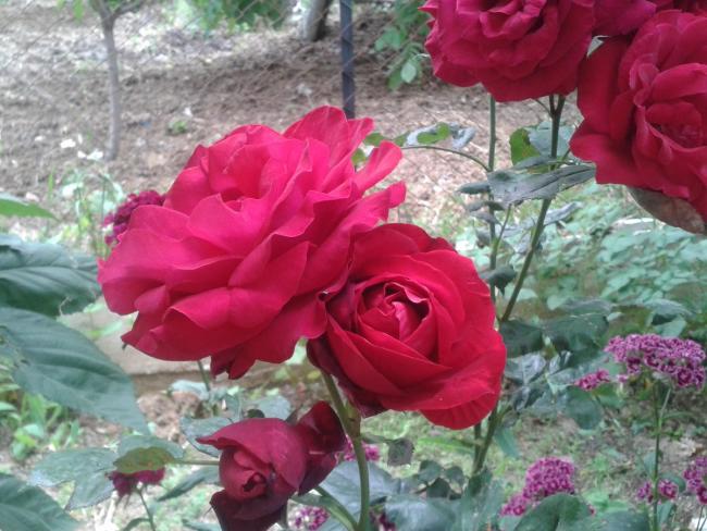 Name:  krmz gl (Kopyala).jpg
Views: 2725
Size:  55.9 KB