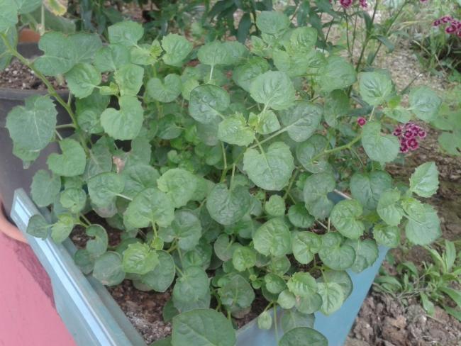 Name:  mavi iei (Kopyala).jpg
Views: 2690
Size:  55.0 KB