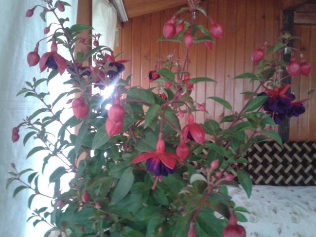 Name:  mor kpeli (Kopyala).jpg
Views: 2214
Size:  49.8 KB