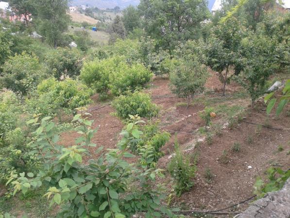 Name:  meyve bahesi (Kopyala).jpg
Views: 3871
Size:  70.0 KB