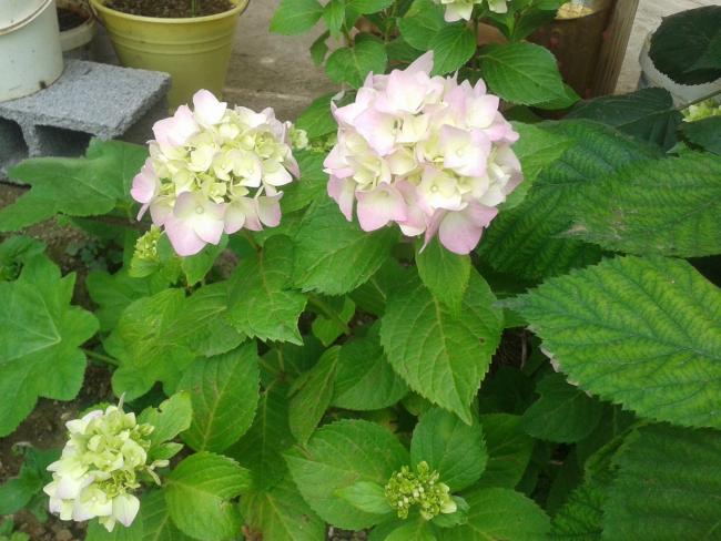 Name:  ortanca (Kopyala).jpg
Views: 2352
Size:  52.8 KB