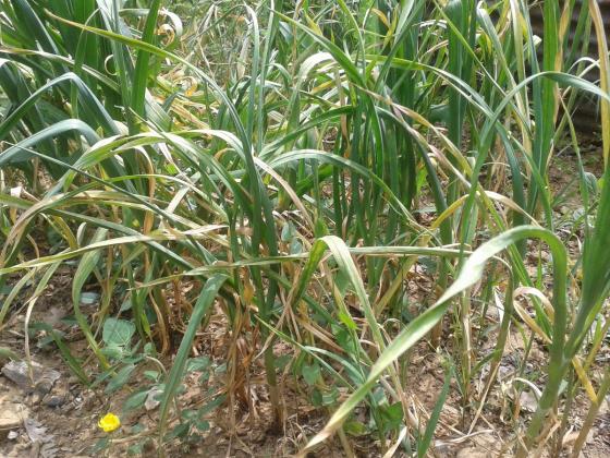 Name:  sarmsak (Kopyala).jpg
Views: 2752
Size:  72.9 KB