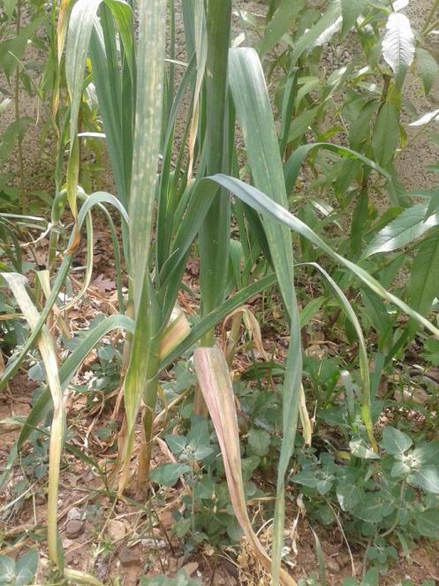 Name:  sarmsak 2 (Kopyala).jpg
Views: 2300
Size:  77.1 KB