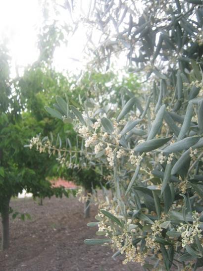 Name:  zeytin.jpg
Views: 1383
Size:  41.9 KB