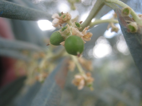 Name:  zeytin1.jpg
Views: 1375
Size:  60.2 KB
