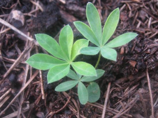 Name:  lupin.jpg
Views: 1448
Size:  38.3 KB