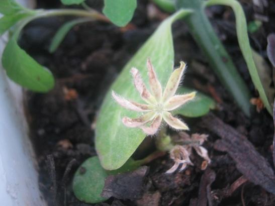 Name:  lupin1.jpg
Views: 1169
Size:  25.6 KB