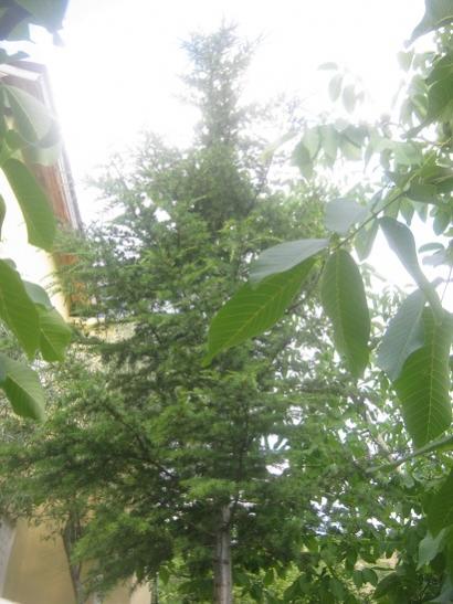 Name:  Himalaya sediri.jpg
Views: 1481
Size:  40.5 KB