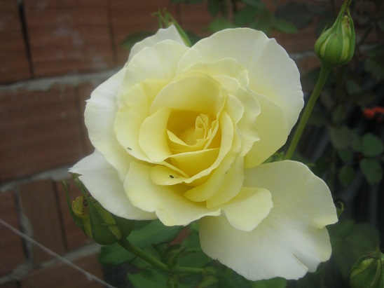 Name:  gl.jpg
Views: 1157
Size:  62.8 KB