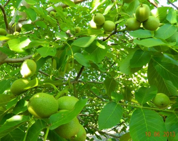 Name:  Resim 020.jpg
Views: 854
Size:  57.6 KB